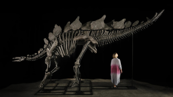 Would you buy a DINOSAUR FOSSIL?