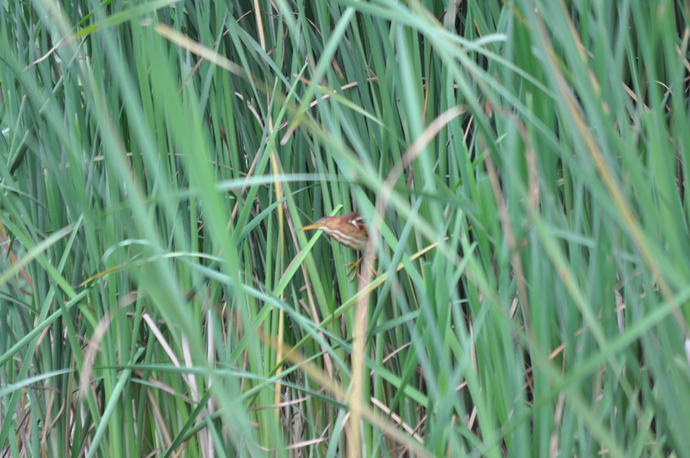 A Least Bittern which is also Threatened.