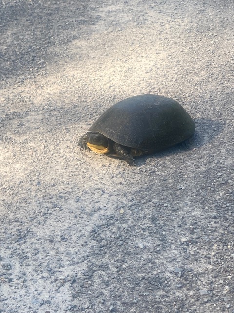 I found this little dude/dudette sunbathing on the roadway. Love the little smile - yellow chin.