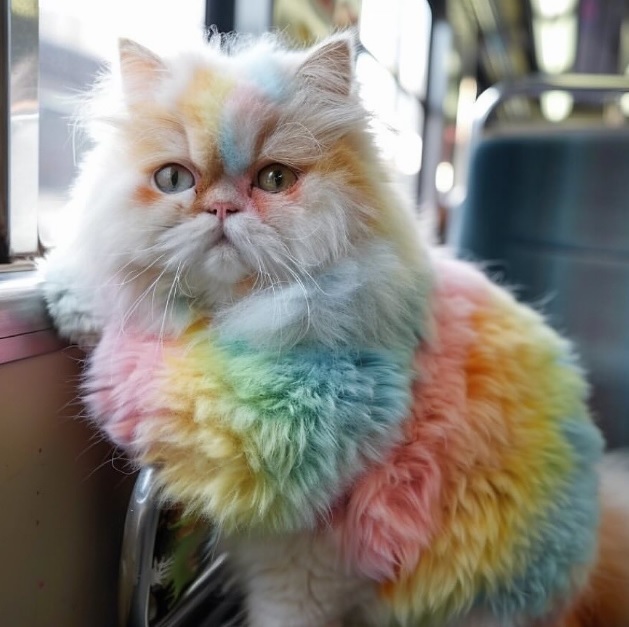 Girls/Women do you like cats?