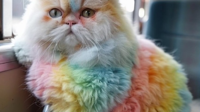 Girls/Women do you like cats?