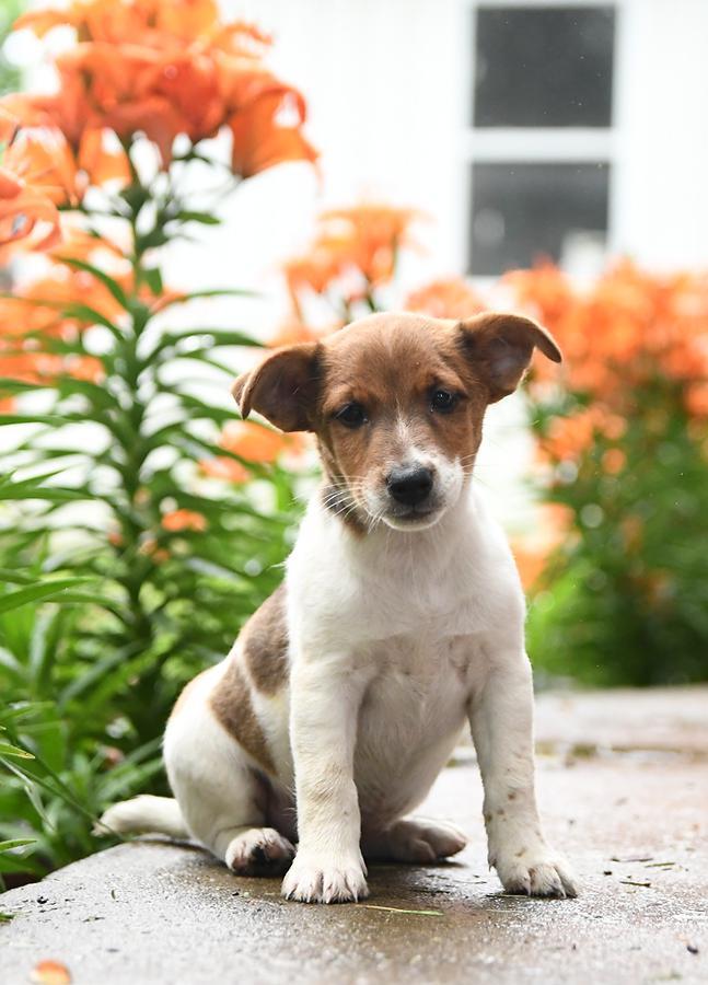 You can adopt a free puppy. Which one are you taking?