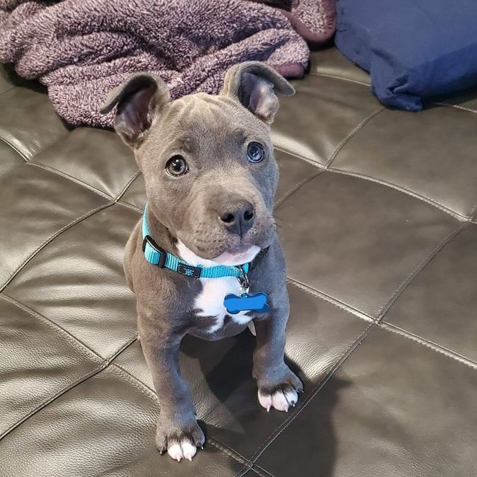 You can adopt a free puppy. Which one are you taking?