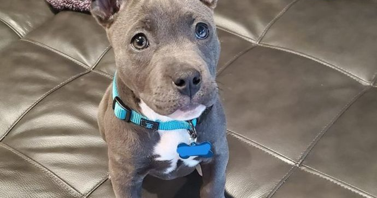 You can adopt a free puppy. Which one are you taking? GirlsAskGuys