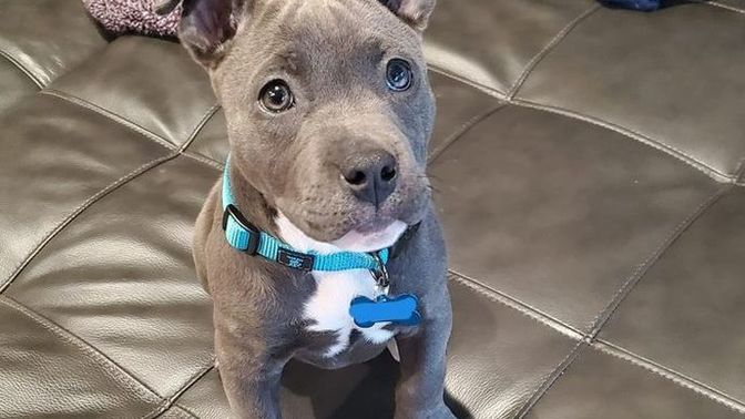 You can adopt a free puppy. Which one are you taking?