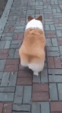 badonkadonk