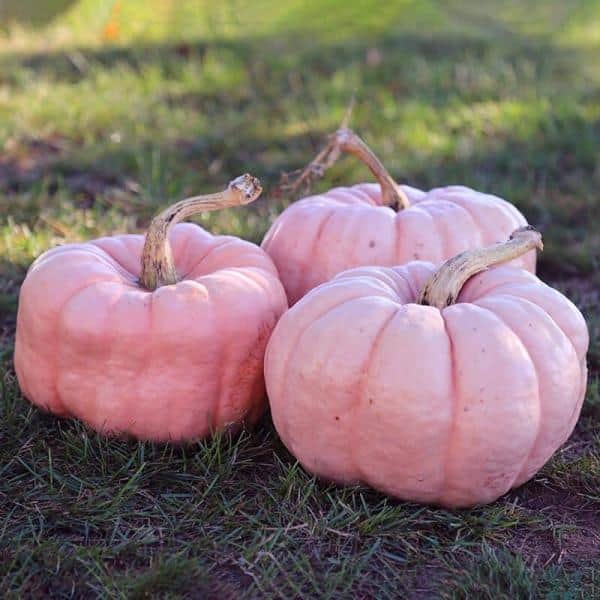 Would you prefer pumpkins to be pink?