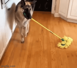 How often do you mop?