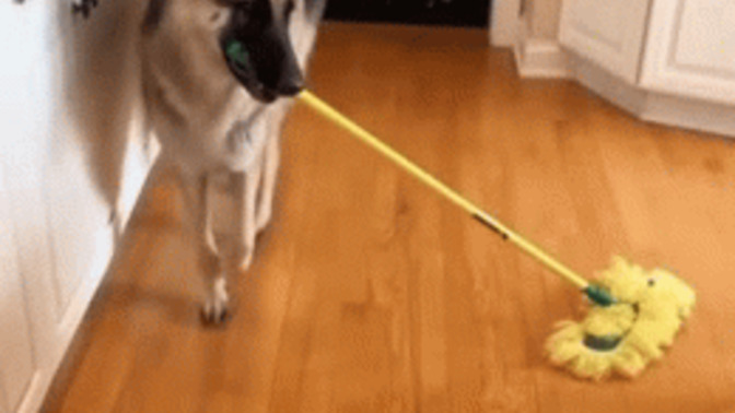 How often do you mop?