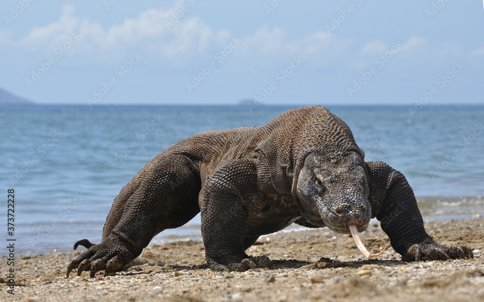 Brock Lesnar vs Komodo Dragon?
