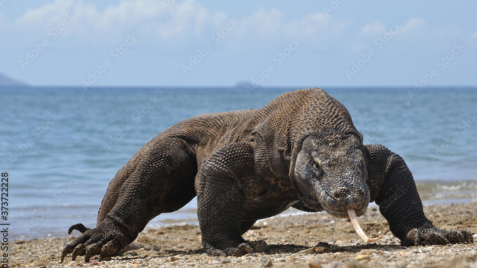 Brock Lesnar vs Komodo Dragon?