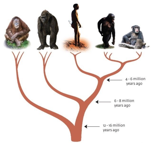 Do you believe humans originated from Apes?