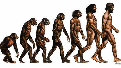 Do you believe humans originated from Apes?