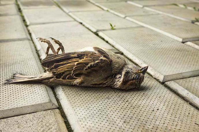 Does anyone else feel super special when a small bird visits you and doesn’t just fly off?