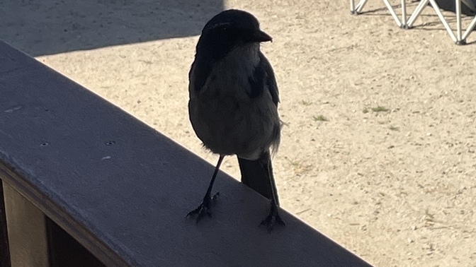Does anyone else feel super special when a small bird visits you and doesn’t just fly off?