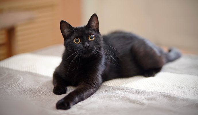 Why do cats have to be so precious?