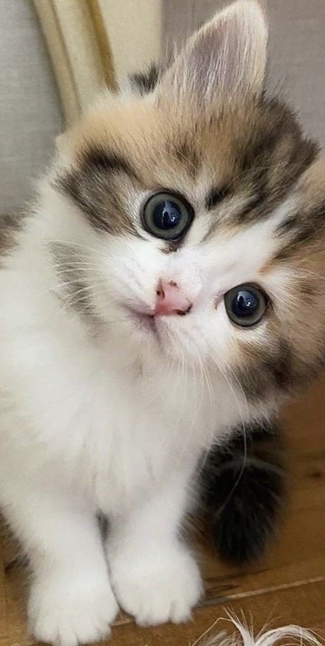 Why do cats have to be so precious?