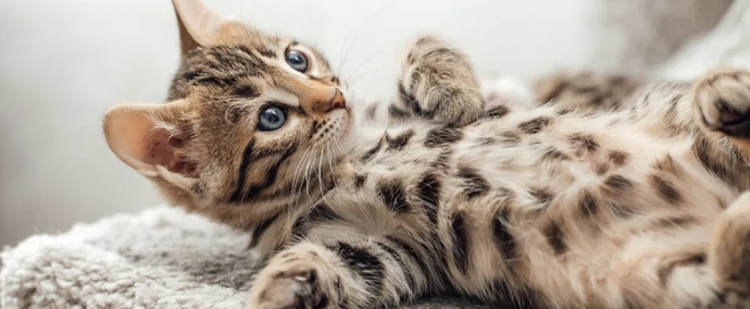 Why do cats have to be so precious?