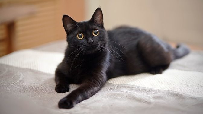Why do cats have to be so precious?