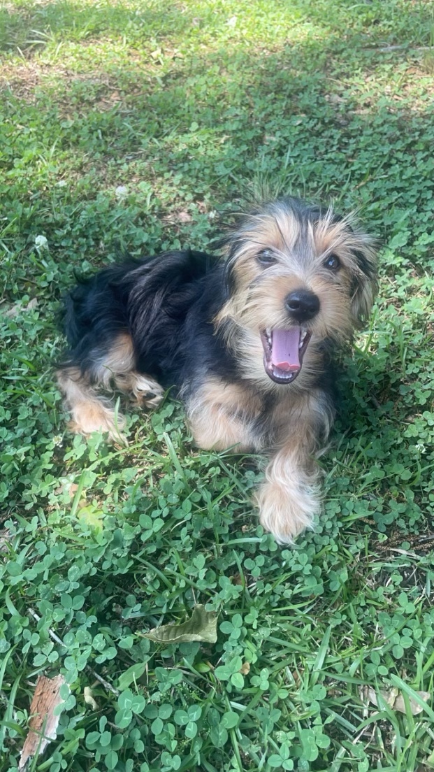 What should I name my new puppy boy?