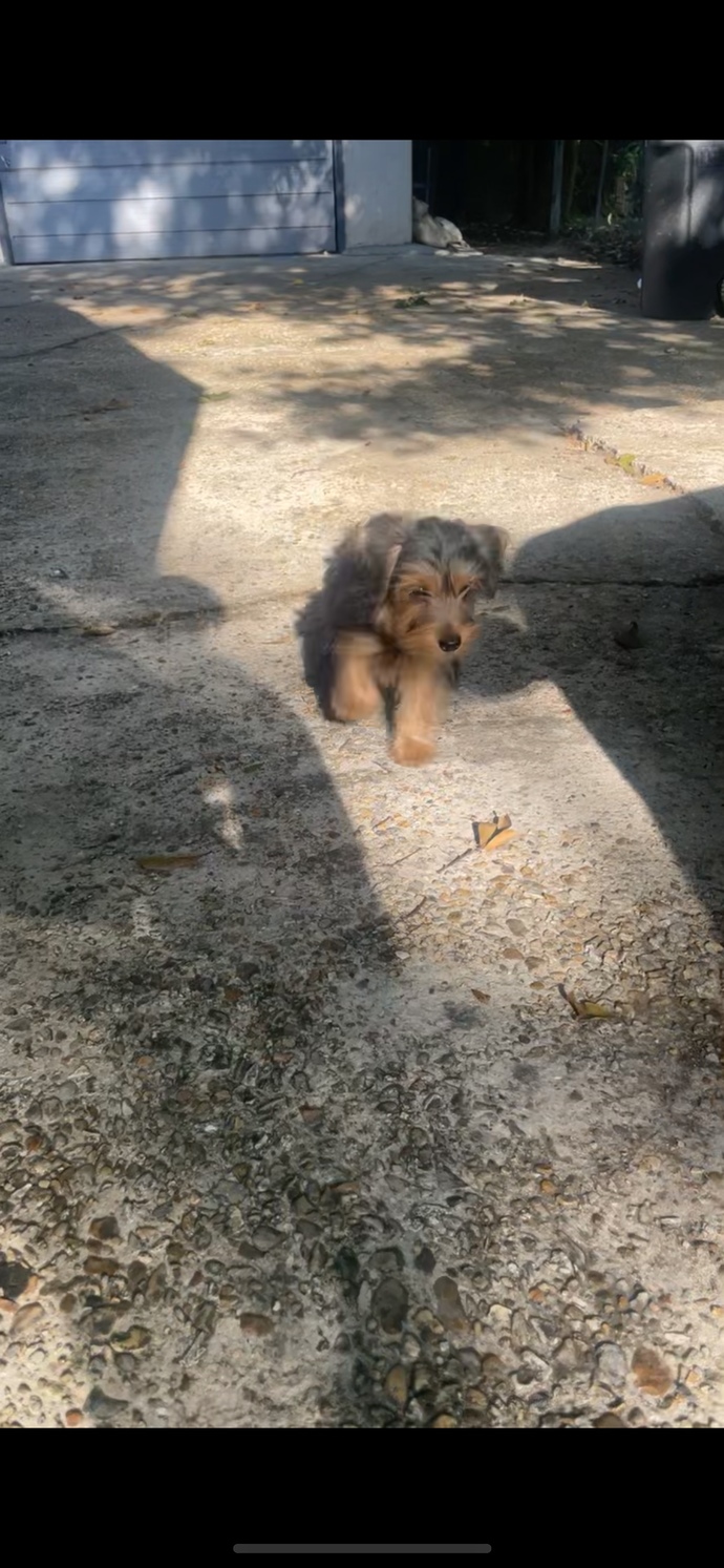 What should I name my new puppy boy?