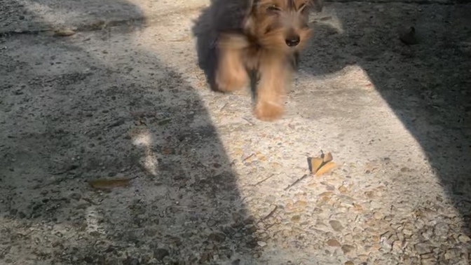What should I name my new puppy boy?
