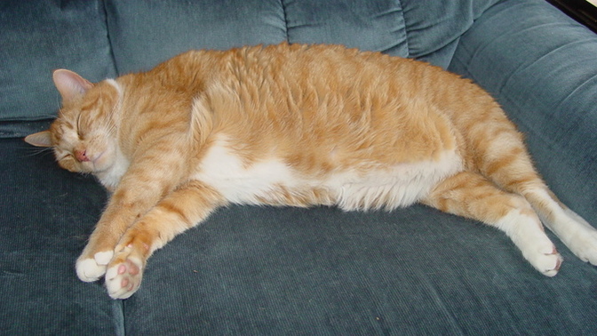 Do you feel lazy today?