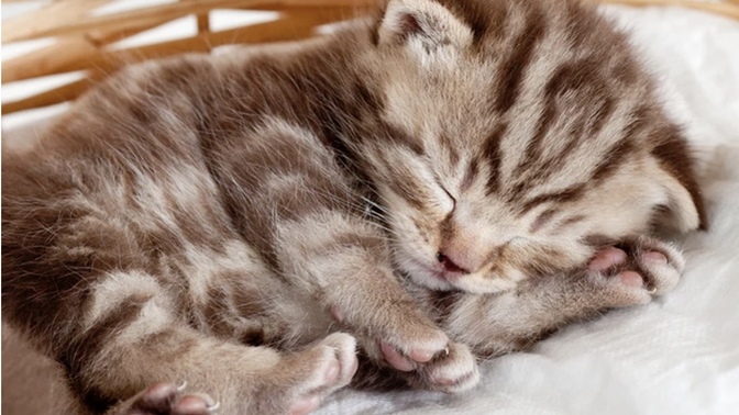 I read a study that said over 60% of women hate cats is this true?