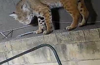 What sort of wildlife do you get around your home?