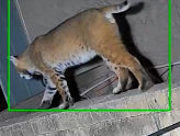 What sort of wildlife do you get around your home?