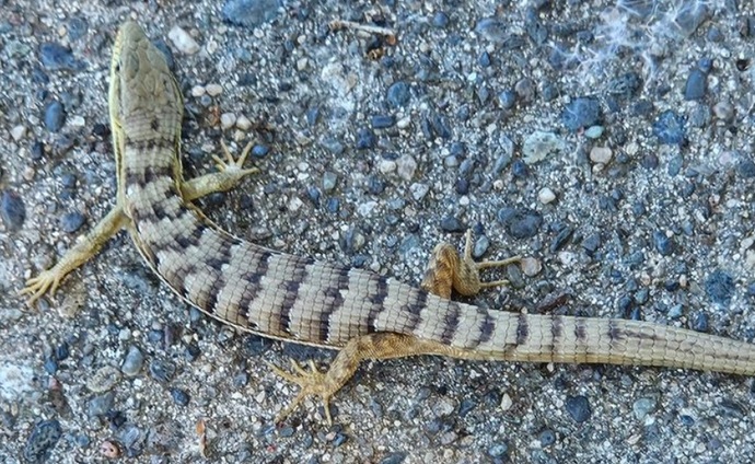 What sort of wildlife do you get around your home?