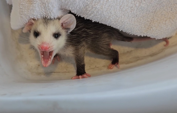 What sort of wildlife do you get around your home?