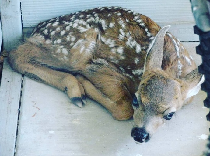 What sort of wildlife do you get around your home?