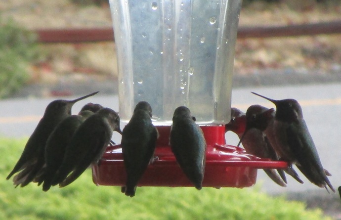 What sort of wildlife do you get around your home?