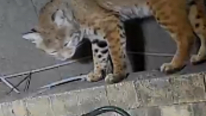 What sort of wildlife do you get around your home?
