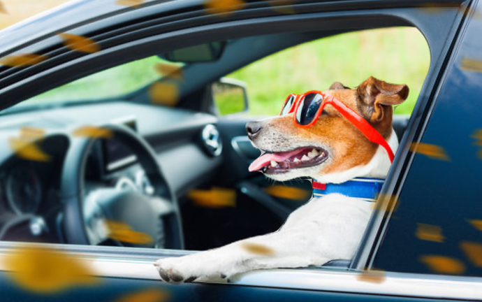 If You Could Teach Your Pet To Do One Human Thing What Would It Be?