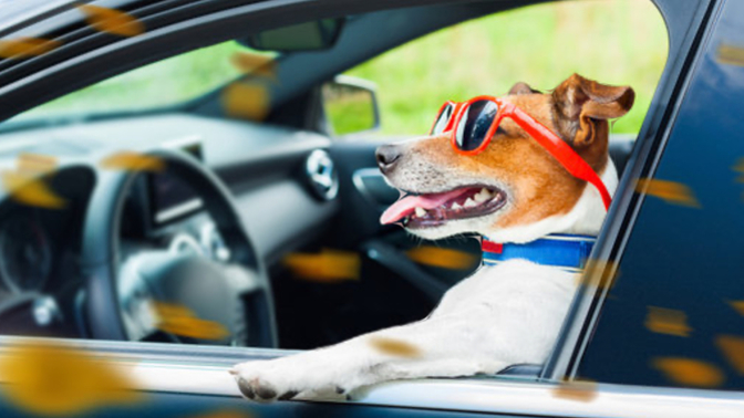 If You Could Teach Your Pet To Do One Human Thing What Would It Be?