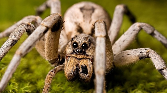 Would you consider yourself to be someone with arachnophobia?