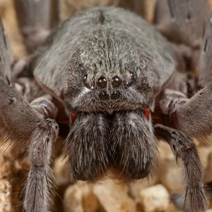 Would you consider yourself to be someone with arachnophobia?