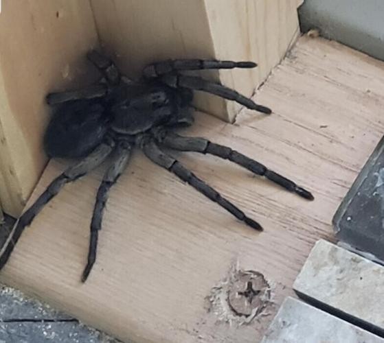 Would you consider yourself to be someone with arachnophobia?