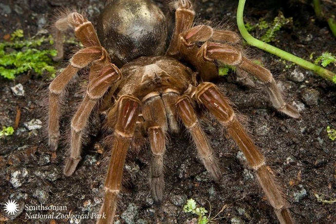 Would you consider yourself to be someone with arachnophobia?