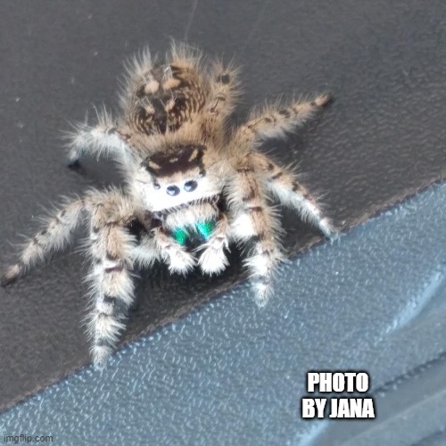 Would you consider yourself to be someone with arachnophobia?