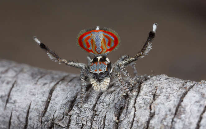 Would you consider yourself to be someone with arachnophobia?