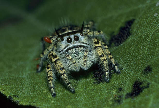Would you consider yourself to be someone with arachnophobia?