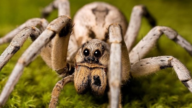 Would you consider yourself to be someone with arachnophobia?