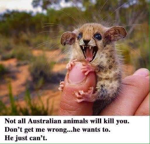 Why do so many foreigners think Australia is a "dangerous" place to live?