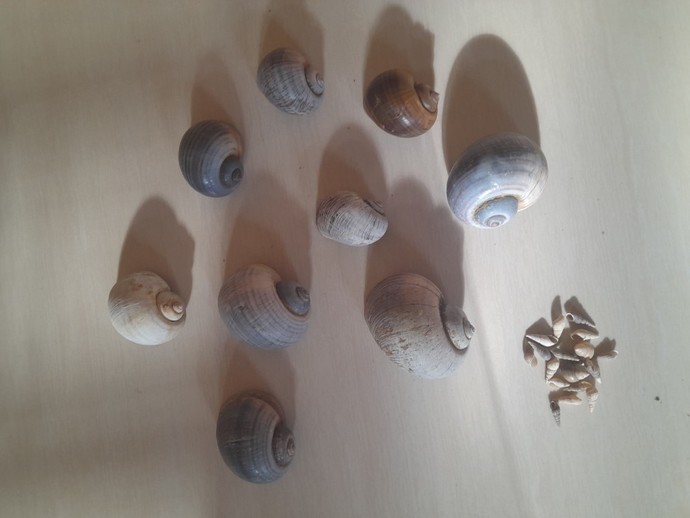 Do you like to collect seashells?