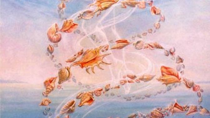Do you like to collect seashells?