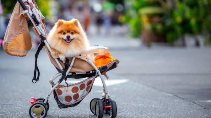 Dogs in prams! Like what's all that about, your thoughts please?