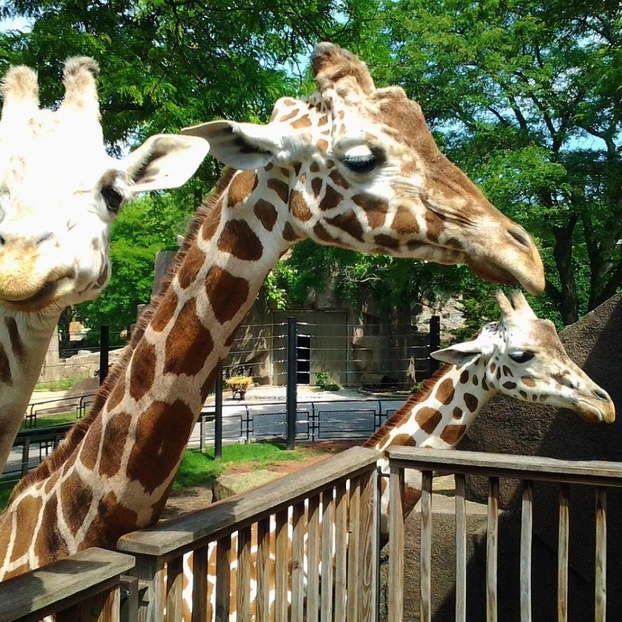 When was the last time you were at a zoo?